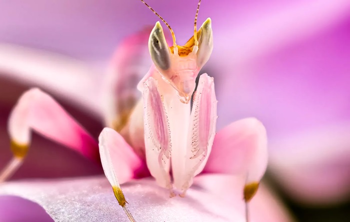 Vivo X200 PRO 5G má bezkonkurenční foto soustavu